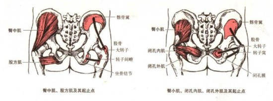 先来看臀大肌,其实在解剖学中,臀大肌可以分为上下两部分.