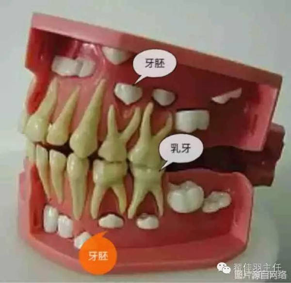 各乳牙的根管数目图图片