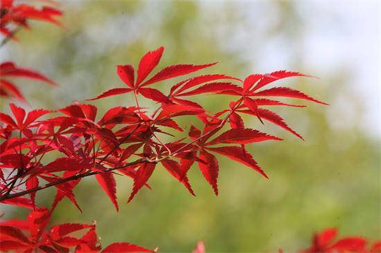 紅楓的養殖方法以及紅楓圖片分享