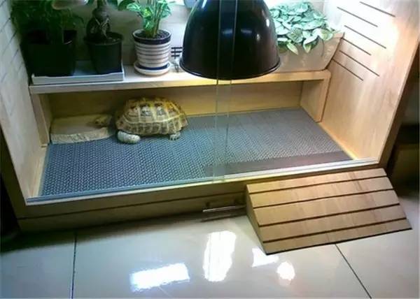 小乌龟住在哪里图片图片