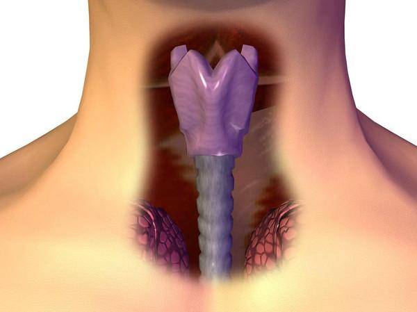 脖子内部气管图片图片