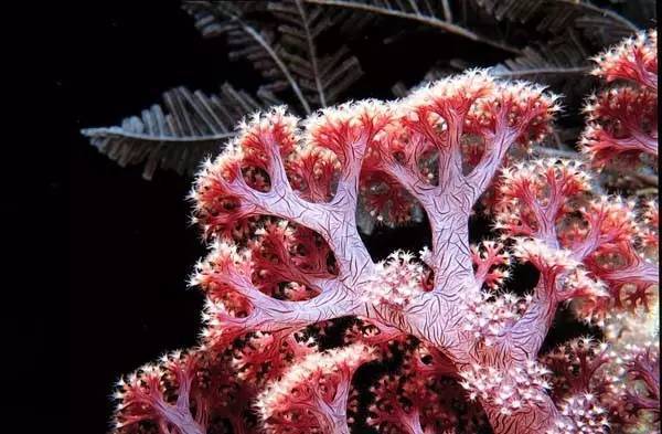 海洋珊瑚可以吃?