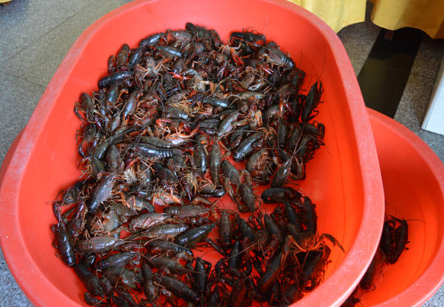 一起吃24种口味的邵伯湖小龙虾!