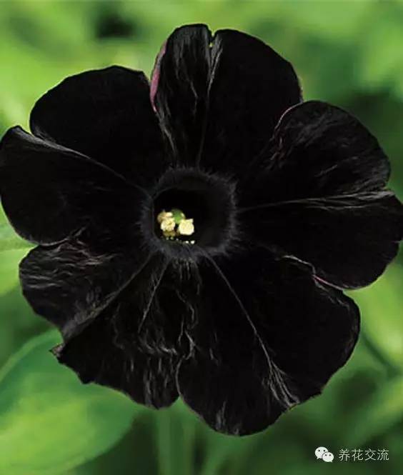 20种盆栽养护的黑色花草,你的花友都惊呆了!