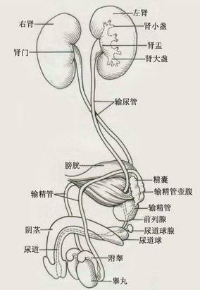 男性泌尿生殖系统