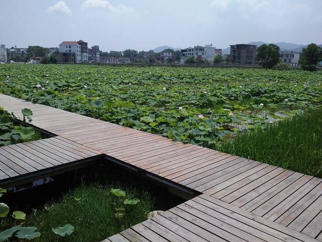 江西省赣县荷花塘一日游,景色真不错-旅游频道-手机搜狐