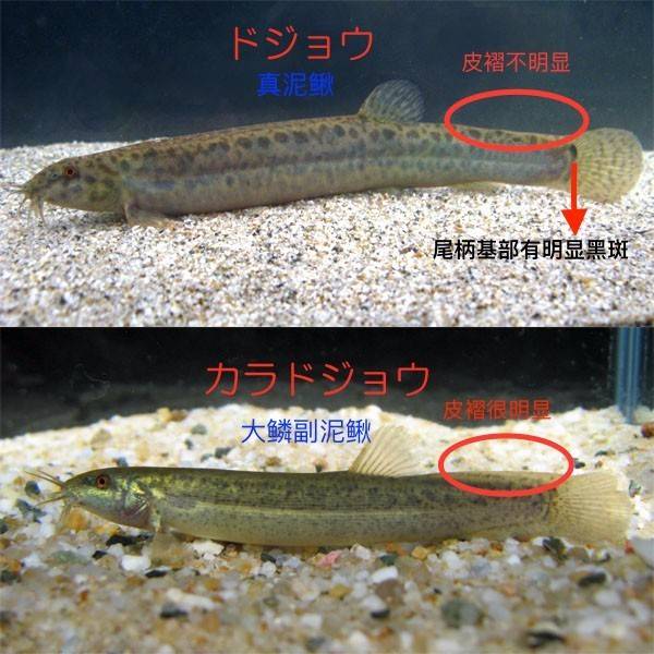 泥鳅公母分辨方法图图片