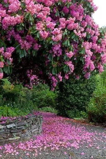 富贵紫红树图片
