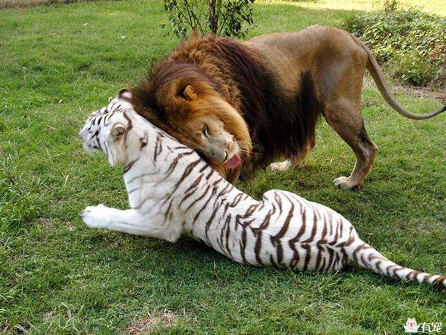 暴躁的狮子被阉割后性情大变,竟跟妻子成了好姐妹