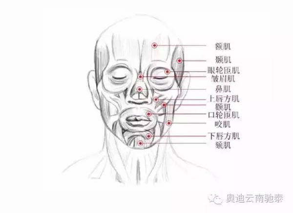 我们看看面部肌肉的构成(干货:这可是有科学依据的~为什么这个微笑