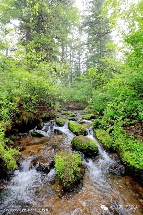 一场穿越时空的旅行:镜泊湖火山口地下森林