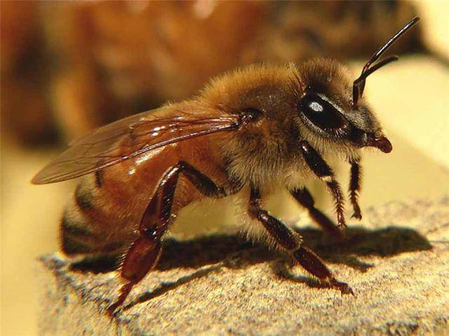 世界上最恐怖的蜜蜂图片