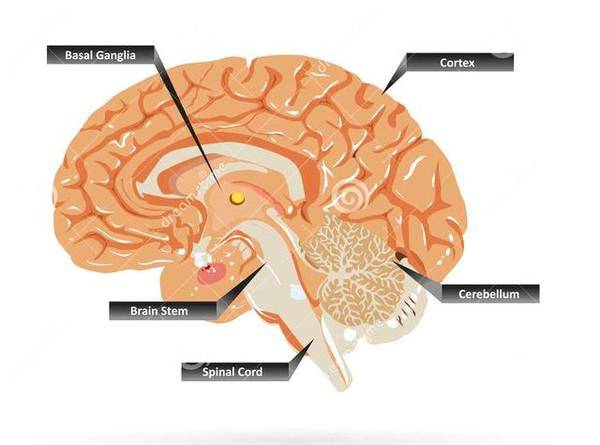 延髓,脑桥和中脑,延髓下端平枕骨大孔,下端与脊髓相续,中部膨大为脑桥