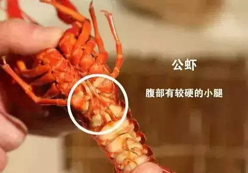 吃小龙虾的正确姿势_手机搜狐网