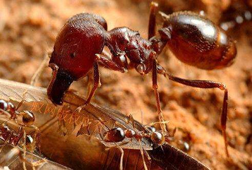 羯蚁又名食人蚁