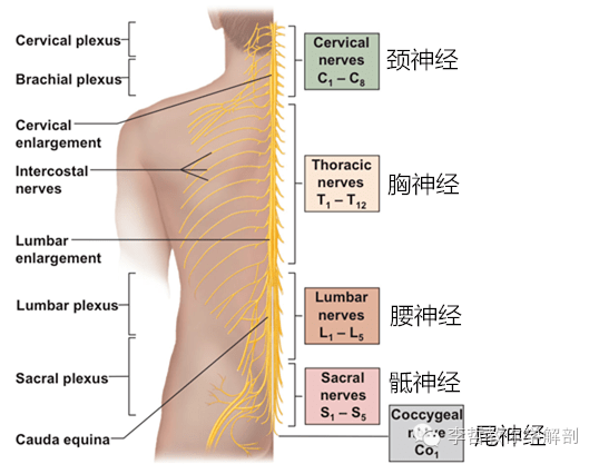 背部神经分布解剖图图片