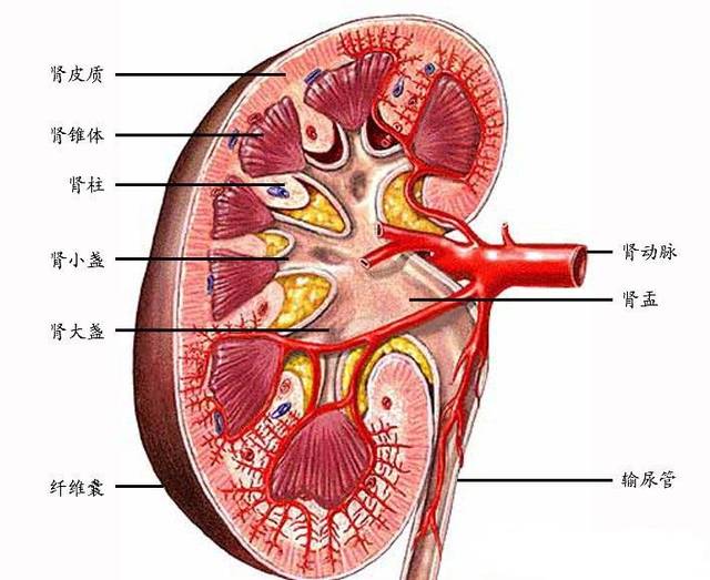 腎臟的基本功能以及在人體內的重要作用_手機搜狐網