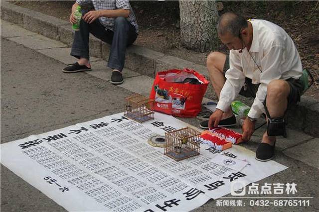 北山算命出新招 灵鸟叼生日牌