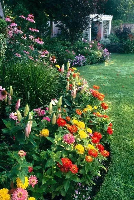 庭院种植10种常见花卉图片