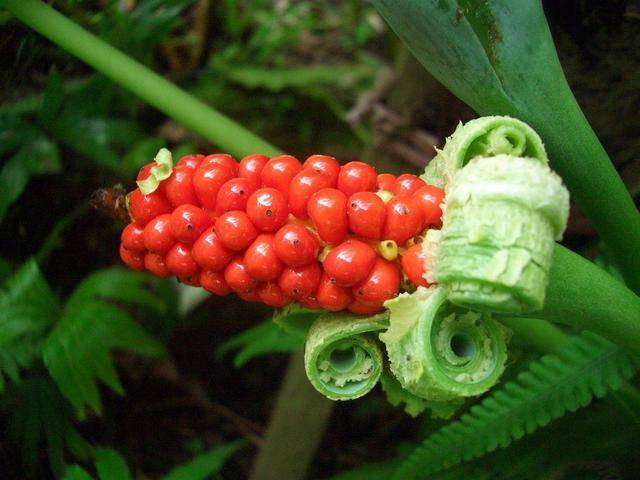 农村常见的剧毒植物图片