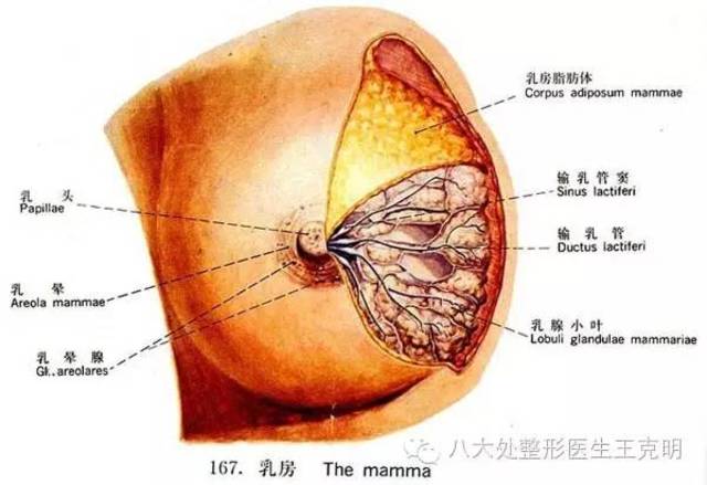 丰胸好丰胸_丰胸哪家医院好_哪家医院做丰胸手术好