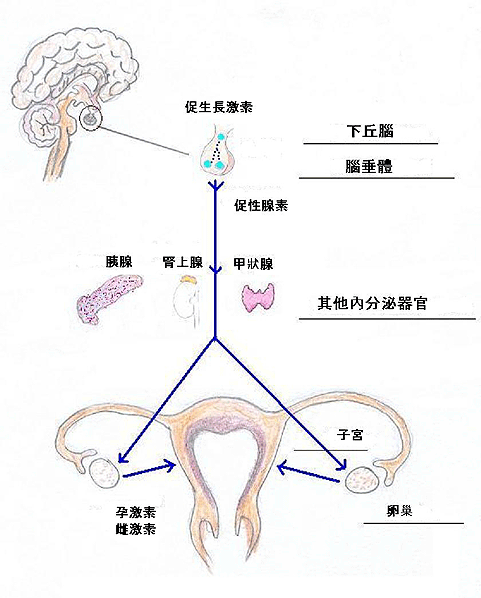 節食四天你的內分泌就會異常