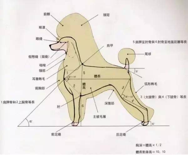 如何快速分辨比熊和白色泰迪