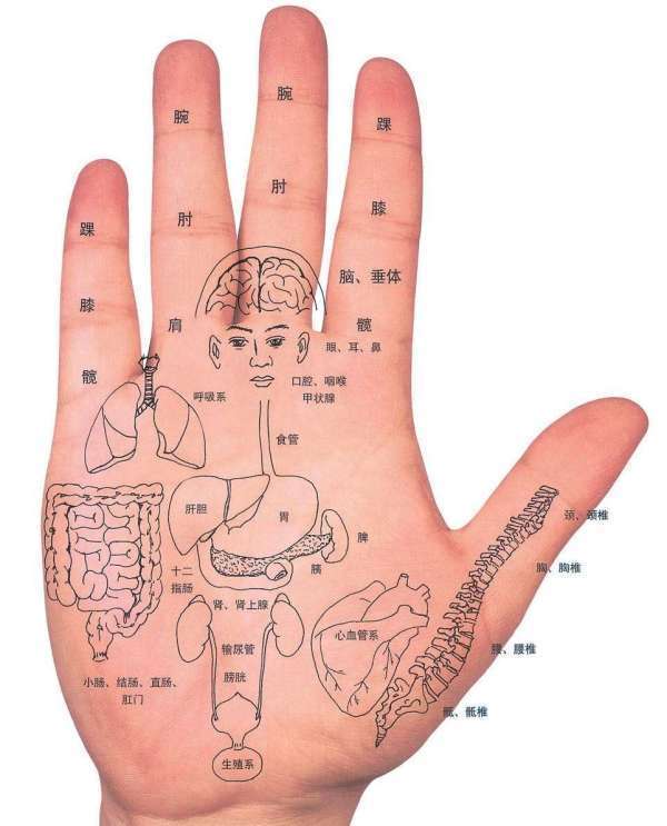 人体手部经络位置图图片