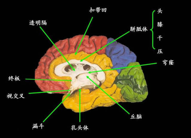 左右大脑的连接体-胼胝体