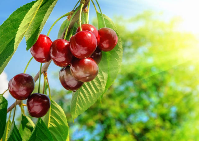富含维生素C的针叶樱桃对人体有什么好处?