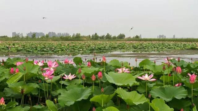 于桥水库又名翠屏湖,她不仅是天津市最大的水库,面积最大的淡水湖