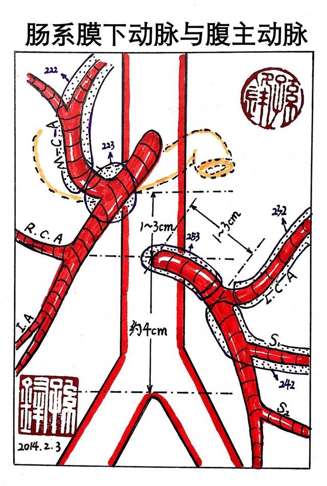 乙状结肠的血管系统