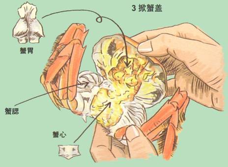 螃蟹内脏图解图片