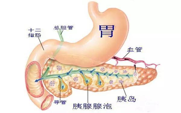 长期胃病怎么治都不好你可能是胰腺出问题了