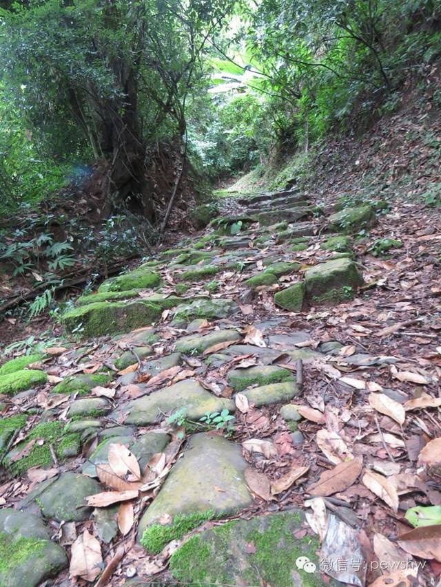 宁洱的故事:普阳八景之茶庵鸟道