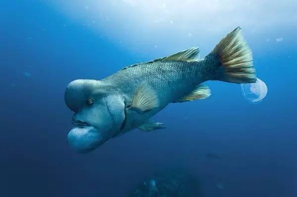 深海人面鱼图片图片