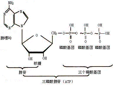 核糖核苷三磷酸图片
