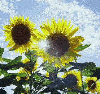 向日葵向太阳动态图片图片