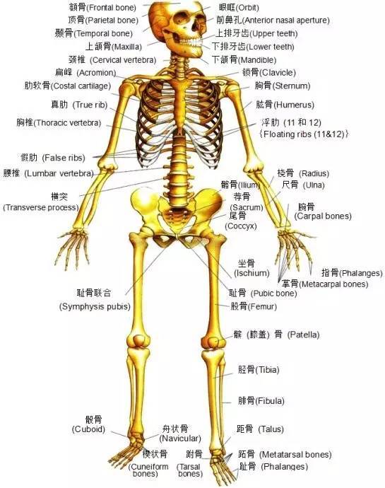 基礎瑜伽之解剖學(一)