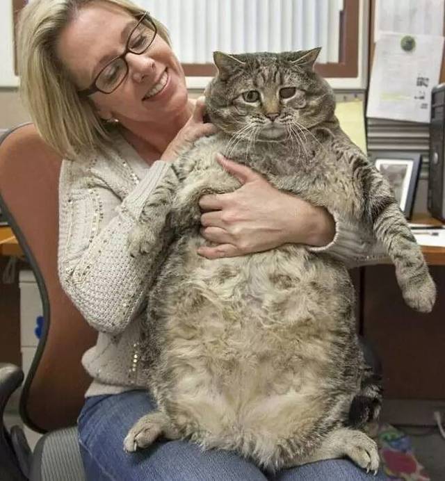 世界最胖猫超萌 美名\