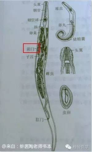 围观!蛲虫妈妈产卵记(附视频)