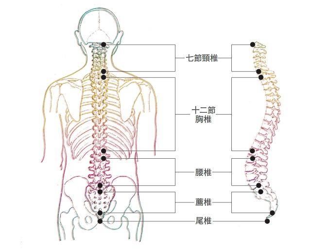 人体腰部位分析图图片