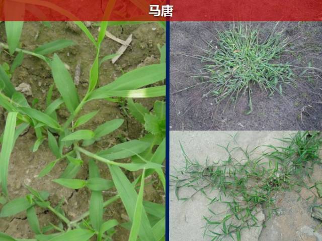 简单粗暴地分辨几种稻田禾本科杂草的方法