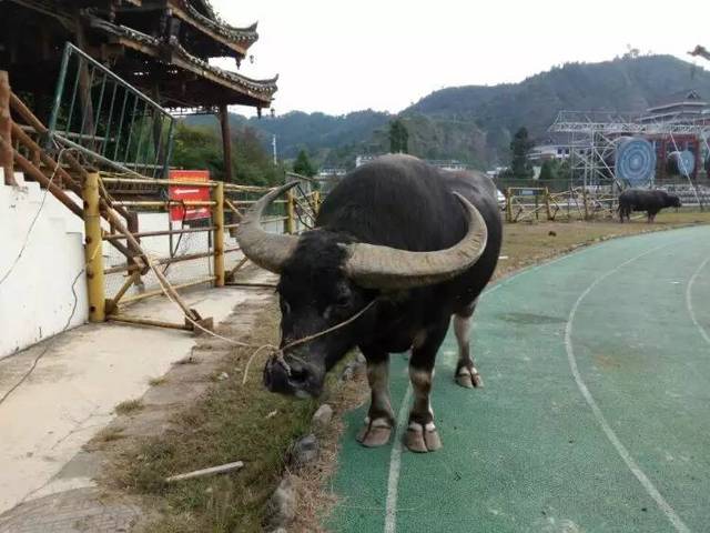 黑霸王牛王资料图片