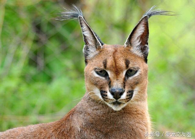 猞猁(学名:lynx lynx:属于猫科,体型似猫而远大于猫,体粗壮,尾极短