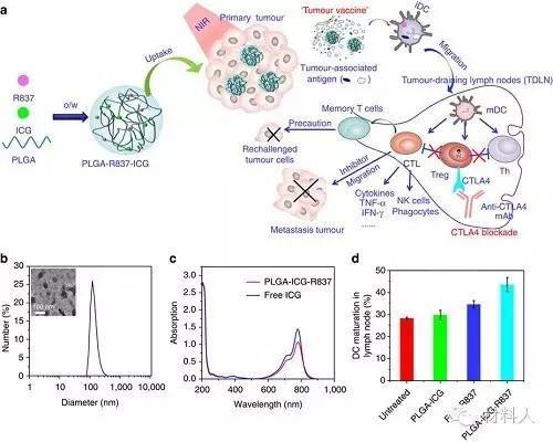 (a)plga-icg-r837的纳米粒子的肿瘤免疫响应的机制.