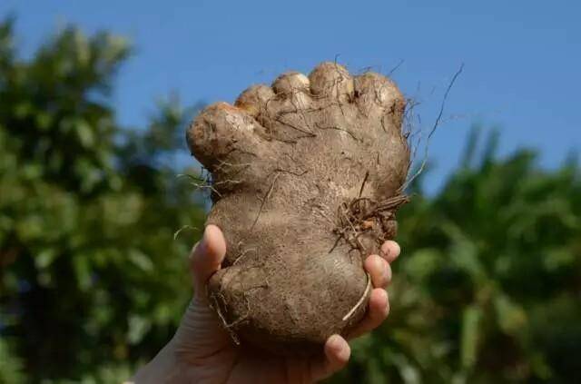 脚板薯也被称为参薯,薯莨,黎洞薯,脚板薯最大能长到5