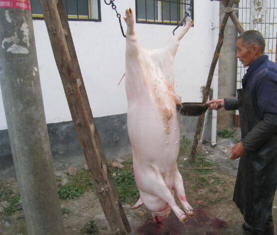 高清组图 农村杀猪全过程