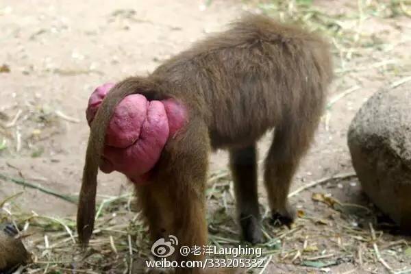 金丝猴的屁股图片