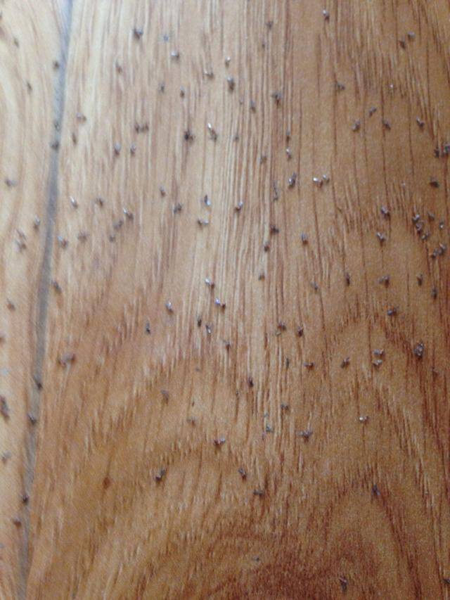 木头受潮生的虫子图片